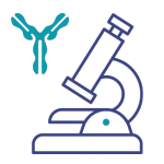 Anticorps-immuno-histochimie Anticorps-immuno-histochimie