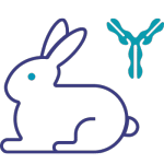 Anticorps-monoclonaux-lapin Anticorps-monoclonaux-lapin