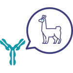 Anticorps-monoclonaux-recombinants Anticorps-monoclonaux-recombinants