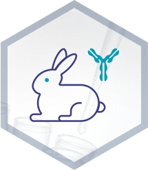 anticorps monoclonaux lapins