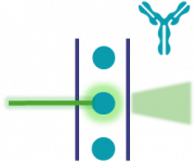 BIOTEM Flow Cytometry logo BIOTEM Flow Cytometry logo